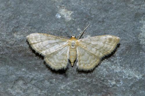 Réf. 207 876 : Idaea dilutaria